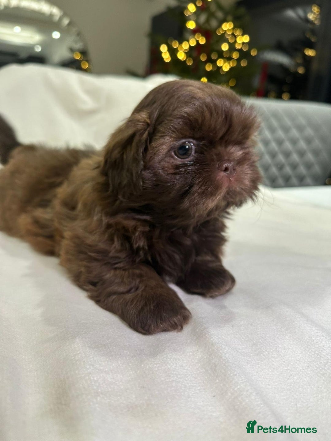 Shih Tzu dogs for sale: kC Imperial Shih tzu Ready now only 1 girl left  - Advert 28