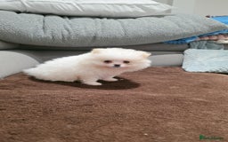 Pomeranian dogs for sale: Pomeranians of the original breed  - Image 11