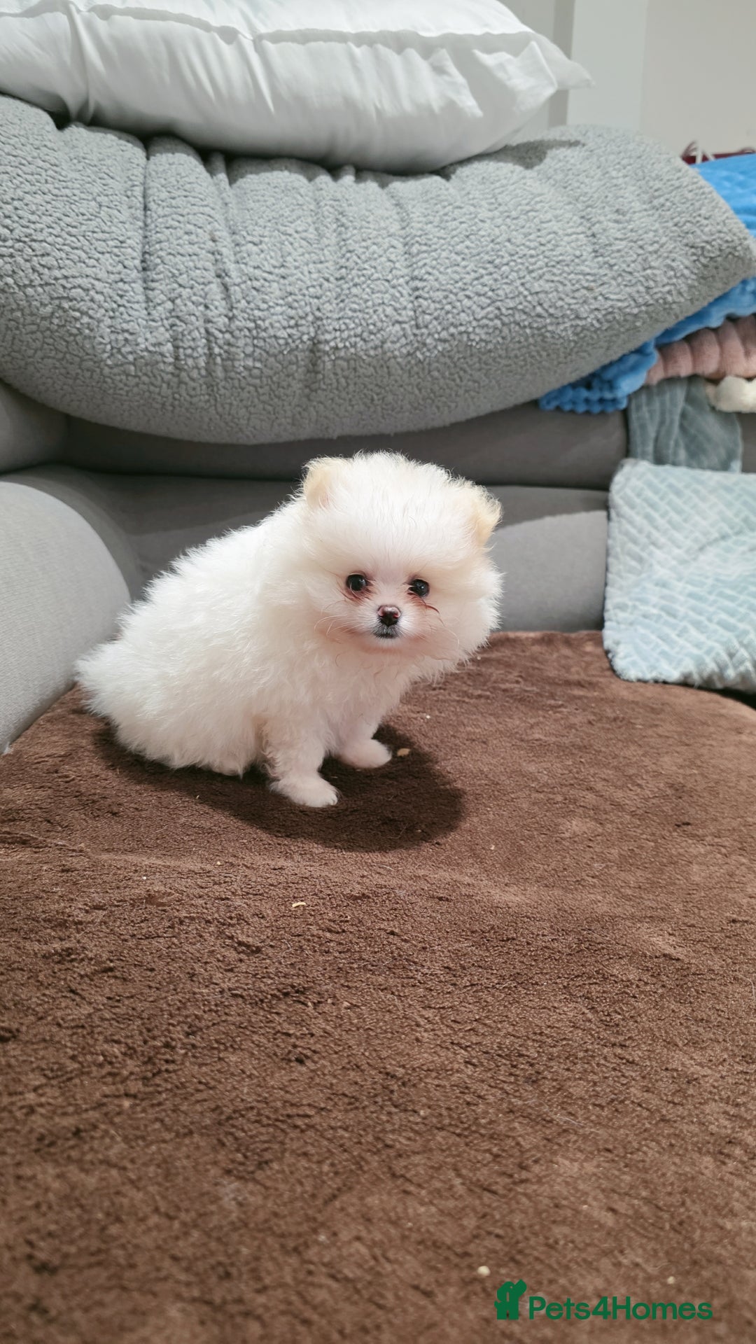 Pomeranian dogs for sale: Pomeranians of the original breed  - Image 11