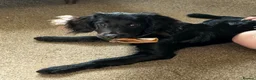 Lurcher dogs for sale: Luna lurcher - Advert 2