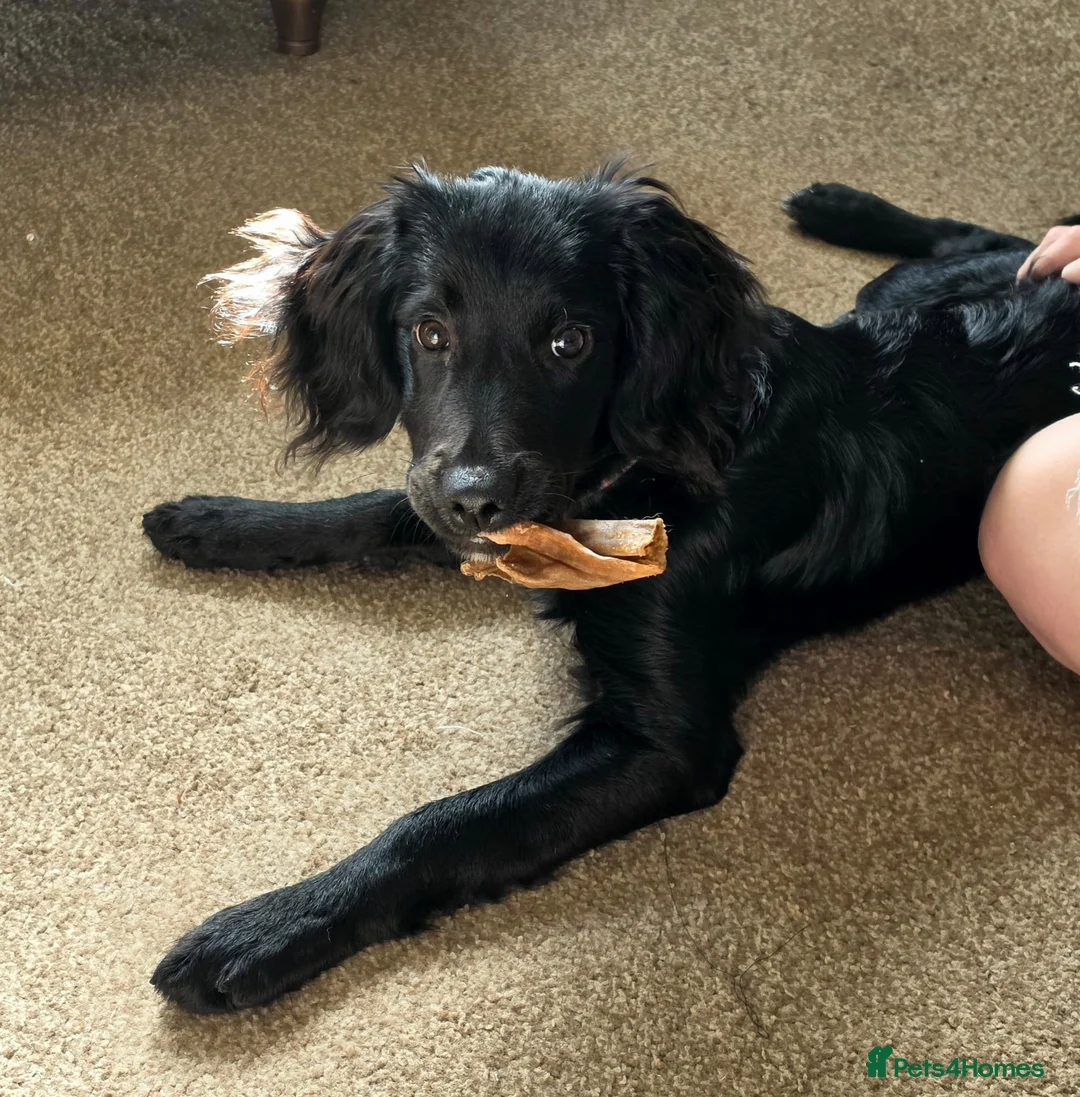 Lurcher dogs for sale: Luna lurcher - Advert 2