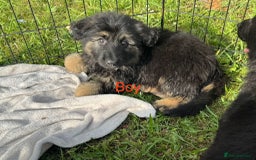 German Shepherd dogs for sale: German shepherd puppies  - Image 10