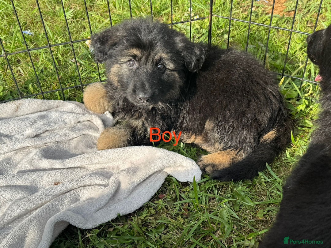 German Shepherd dogs for sale: German shepherd puppies  - Image 10