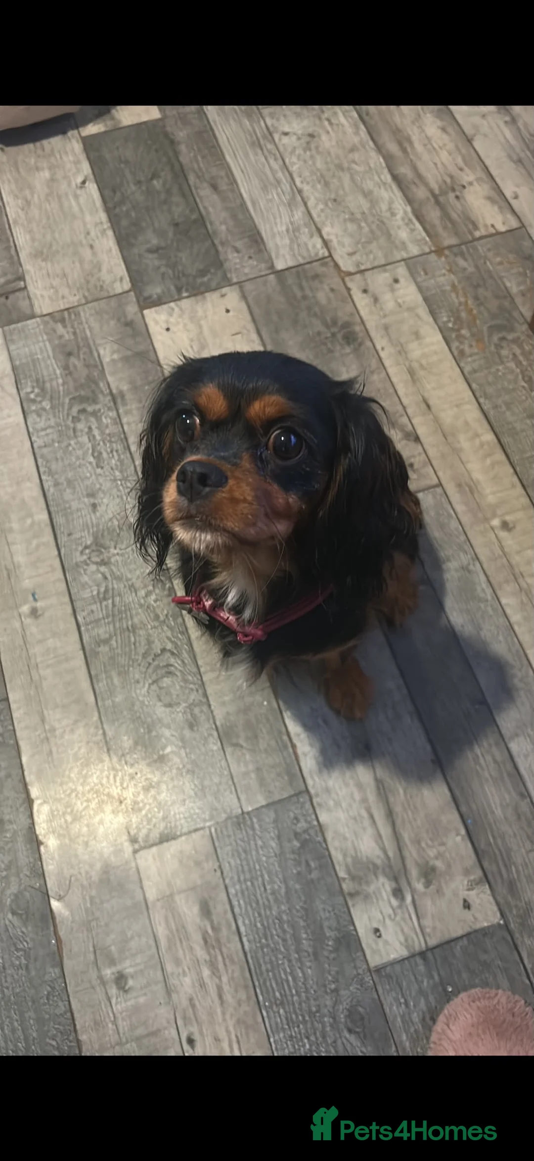 Cavalier King Charles Spaniel dogs for sale: Cavalier King Charles Spaniels - Advert 1