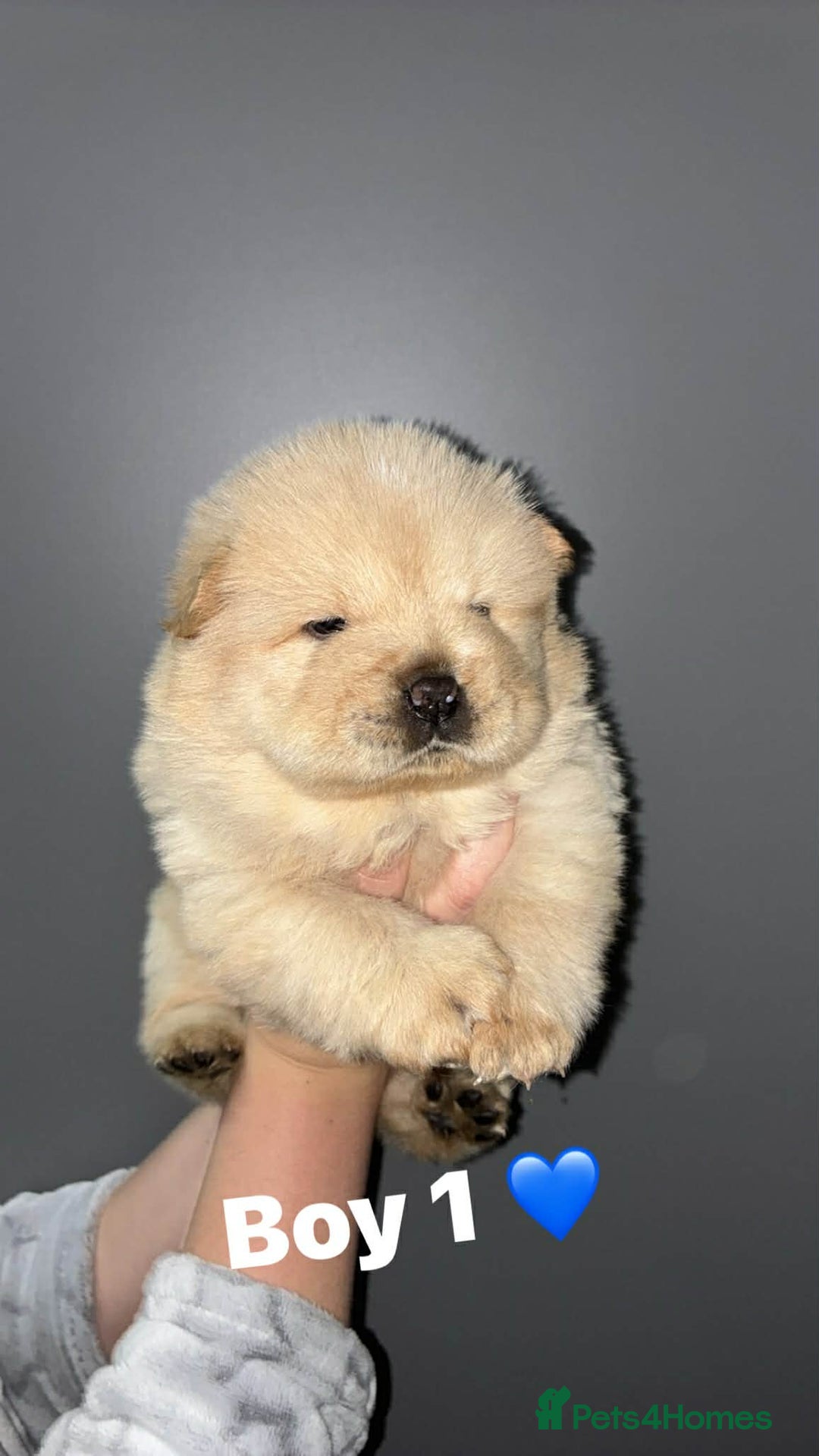 Chow Chow dogs for sale: Chow chow Puppies  - Advert 1
