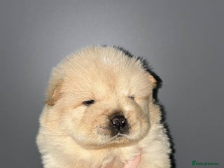 Chow Chow dogs Chow chow Puppies - Advert 2