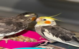 Cockatiels birds for sale: Male&female cockatiel for sale - Image 14
