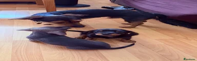 Mixed Breed 1-Black