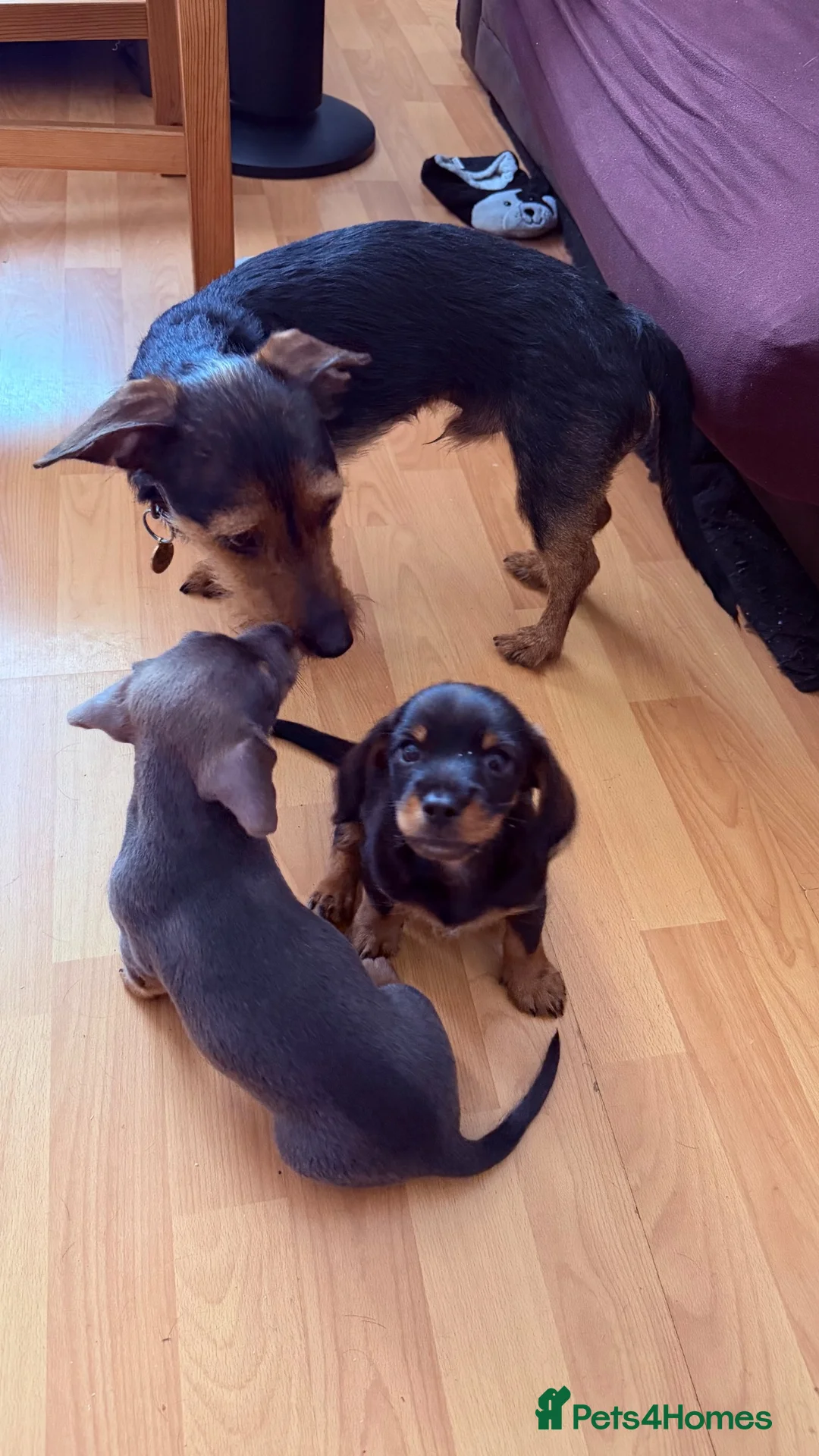 Mixed Breed dogs for sale: Beautiful Vaccinated Dorkie Puppies ready to go in South Ockendon - Advert 7