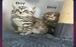 Scottish Fold cats for sale: scottish fold kittens  - Image 24