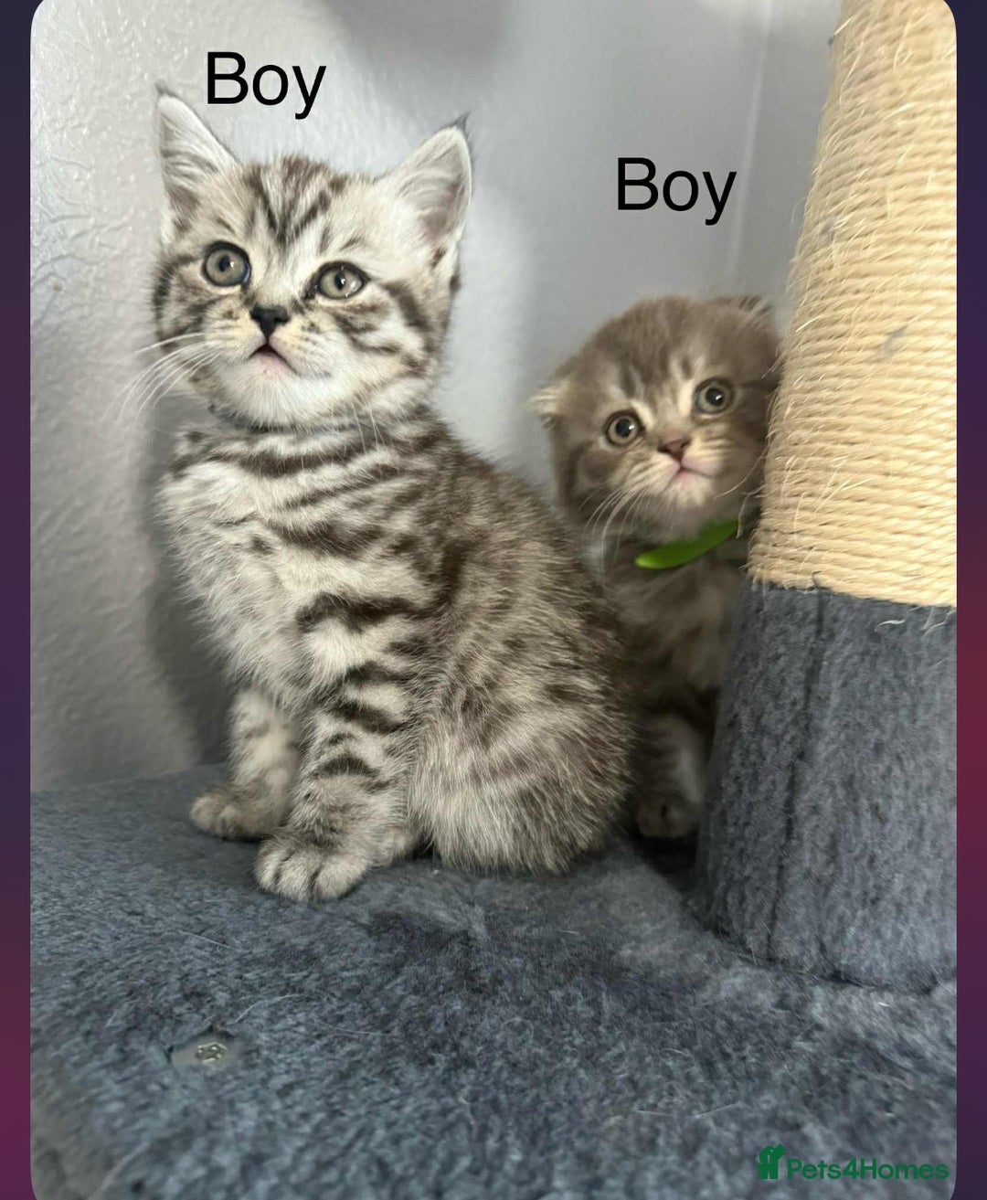 Scottish Fold cats for sale: scottish fold kittens  - Image 24