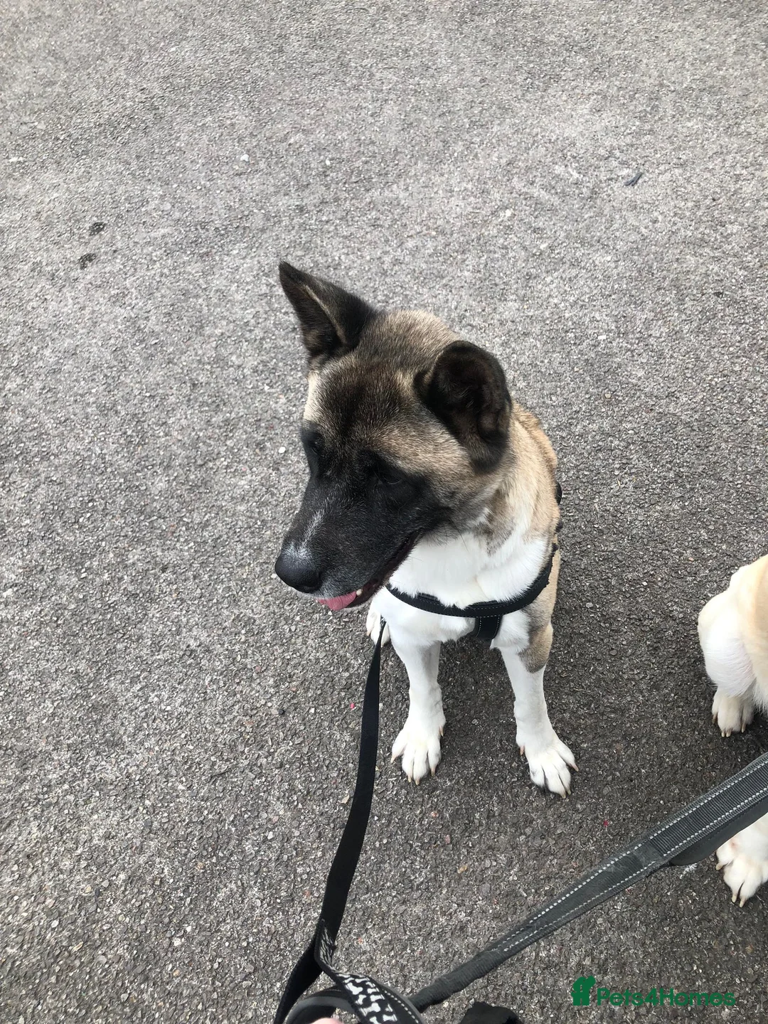 Akita dogs for sale: American Akita for re-homing  - Advert 2