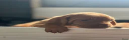 Hungarian Vizsla dogs for sale: Exceptional Pedigree Hungarian Vizsla Puppies - Advert 32