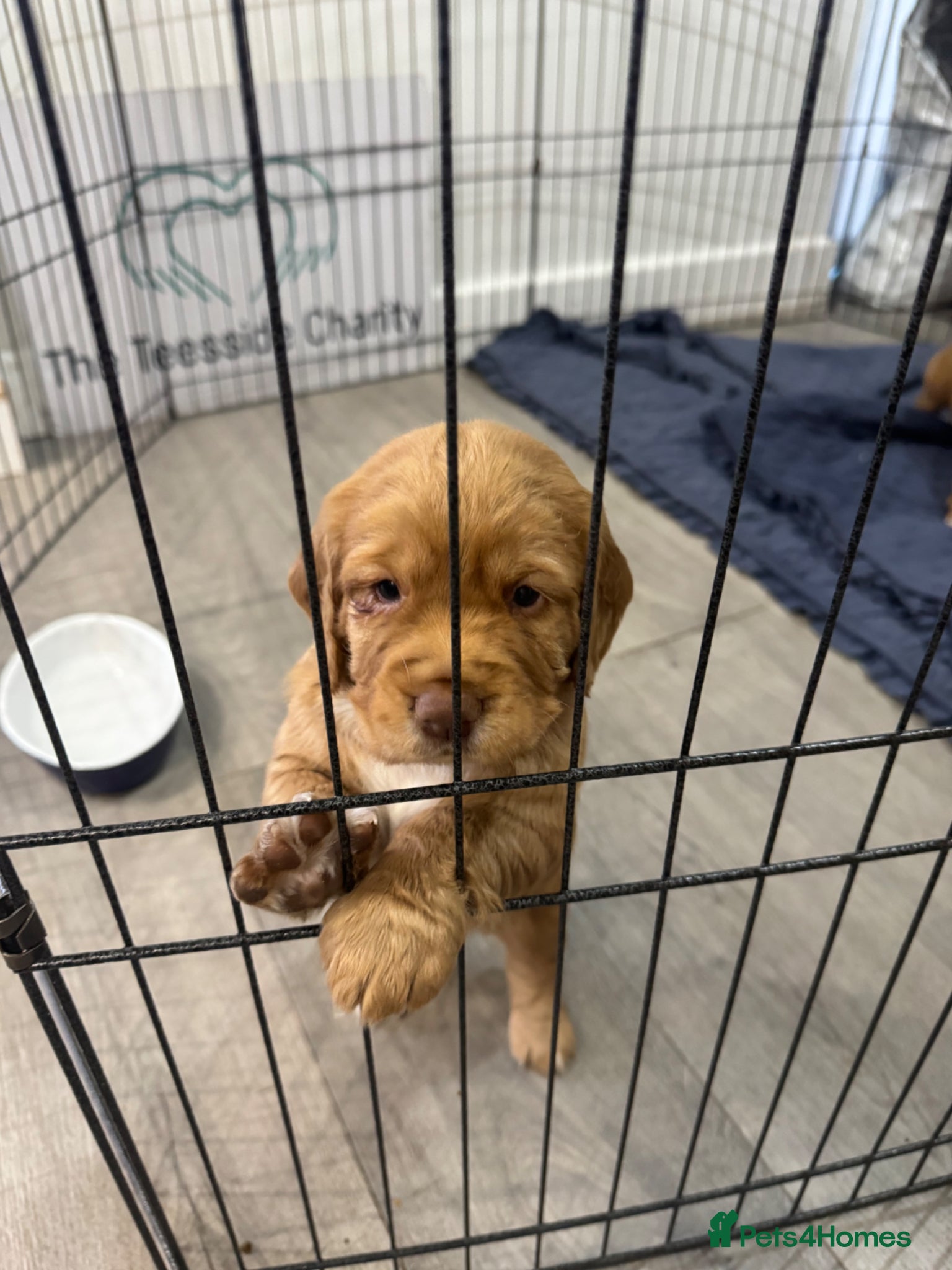 Cocker Spaniel dogs RKC Registered Golden Girl Working Cocker Spaniel - Advert 1