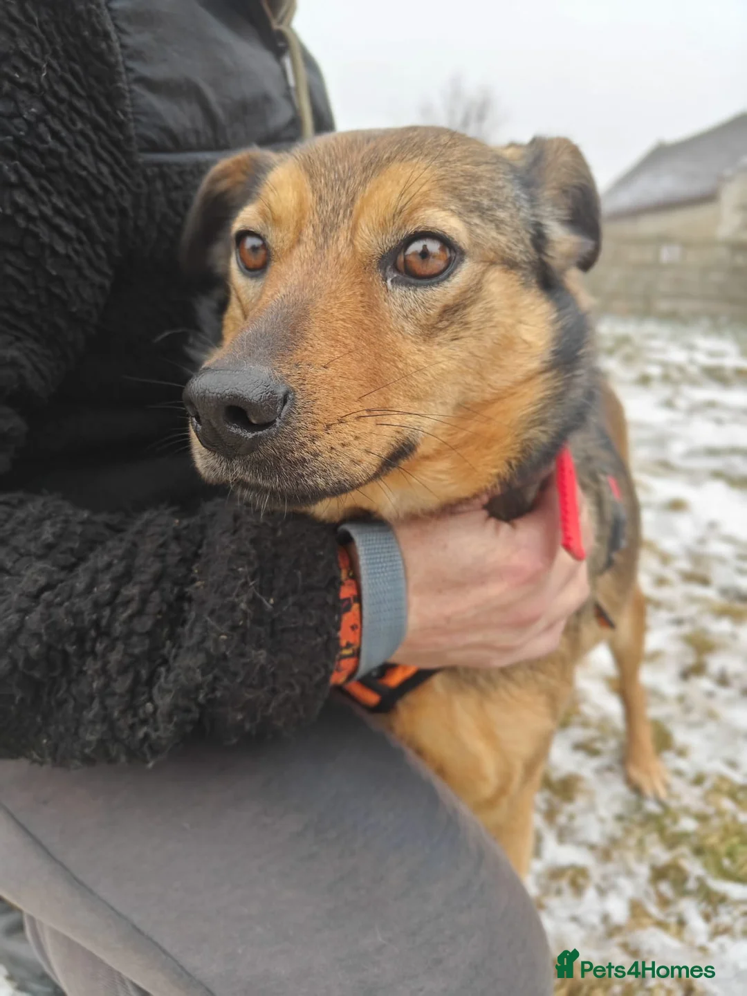 Mixed Breed dogs for adoption: ❤️JESSY❤️- low medium loving and gentle girl  in Faversham - Advert 8