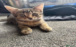 Mixed Breed cats for sale: Tigger 2 months old £20  - Image 3