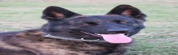 Belgian Shepherd Dog dogs for sale: DH male  - Advert 12