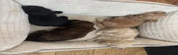 Mixed Breed dogs for sale: Shihpoo x Cockapoo little girl looking for 🏡 in Prenton - Advert 3