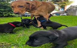 Labrador Retriever dogs for sale: Nicky shields  - Image 10