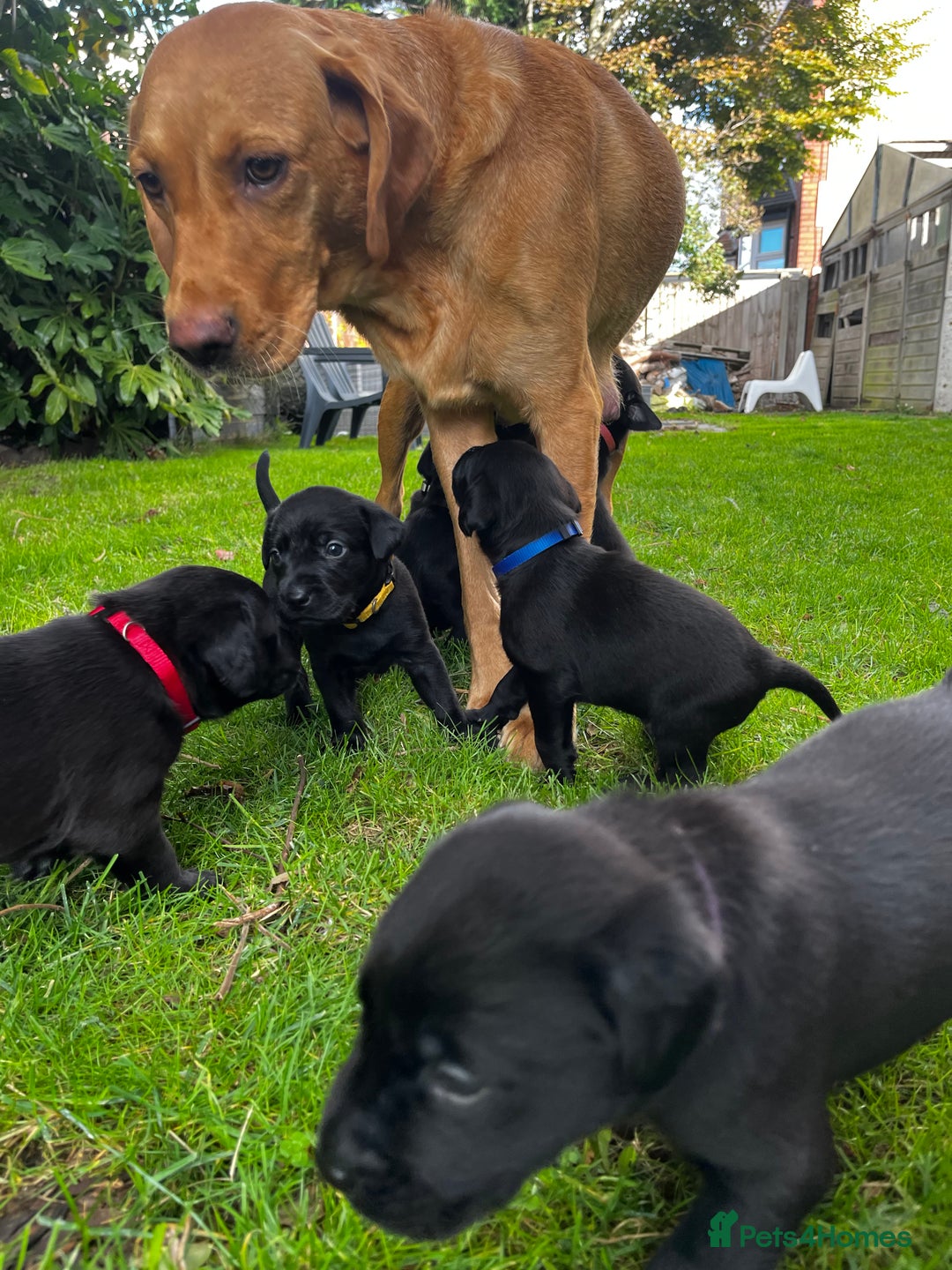 Labrador Retriever dogs for sale: Nicky shields  - Image 10