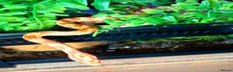 Corn Snake reptiles for sale: Corn snake 2025 / 2026 cornsnake hatchlings  - Advert 3