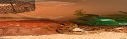 Corn Snake reptiles for sale: Adult corn snake  - Advert 4