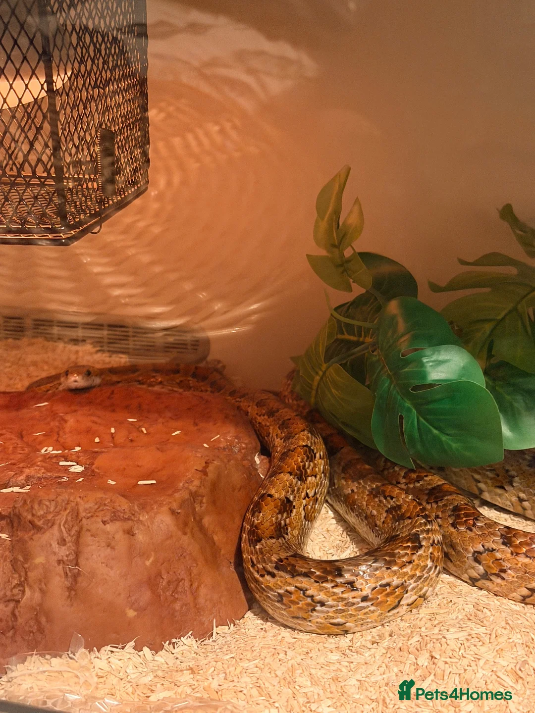 Corn Snake reptiles for sale: Adult corn snake  - Advert 4