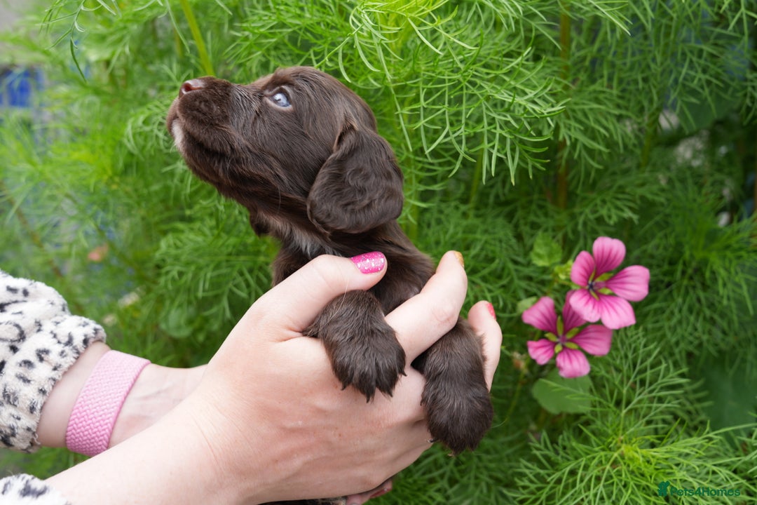 Cocker Spaniel dogs for sale: 4 male KC working cocker spaniel puppies - Image 15
