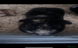 Guinea Pig rodents for sale: Two male boars  - Image 11