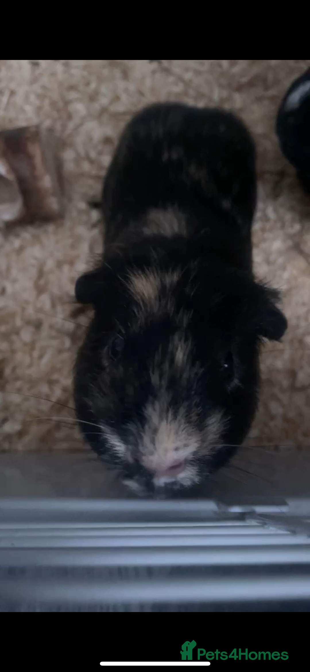 Guinea Pig rodents for sale: Two male boars  - Image 11