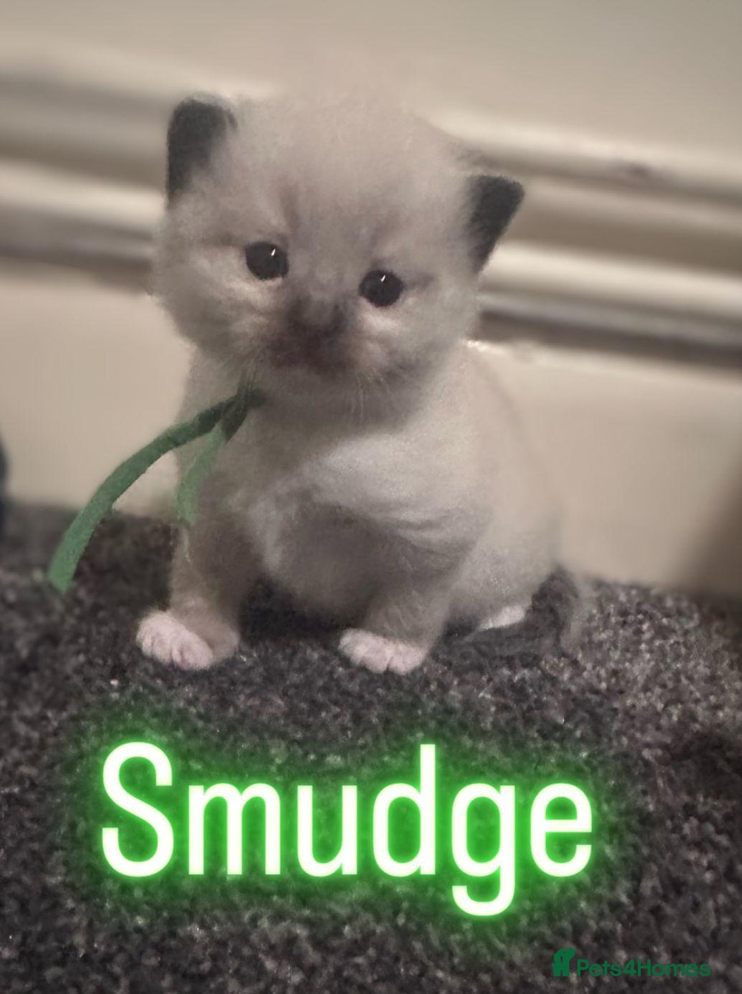 Ragdoll cats for sale: Ragdoll x kittens  - Image 2