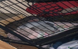 Chinchilla rodents for sale: Chinchillas for sale  - Image 1