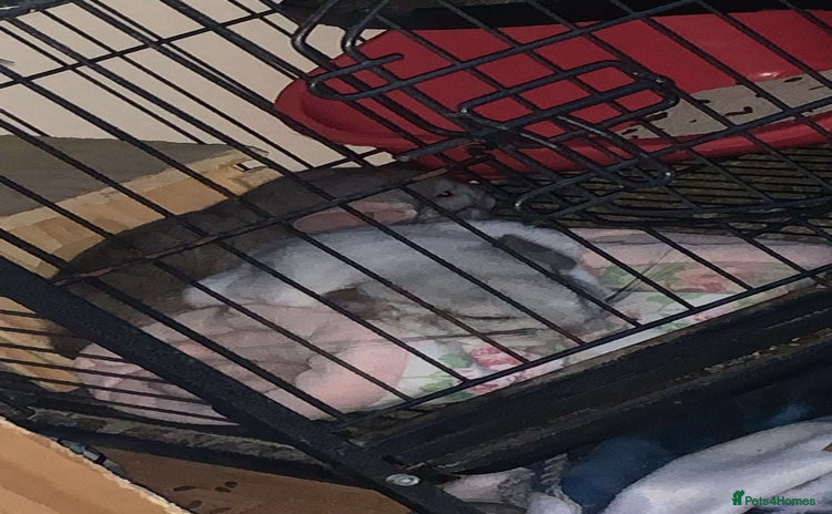 Chinchilla rodents - Advert 2