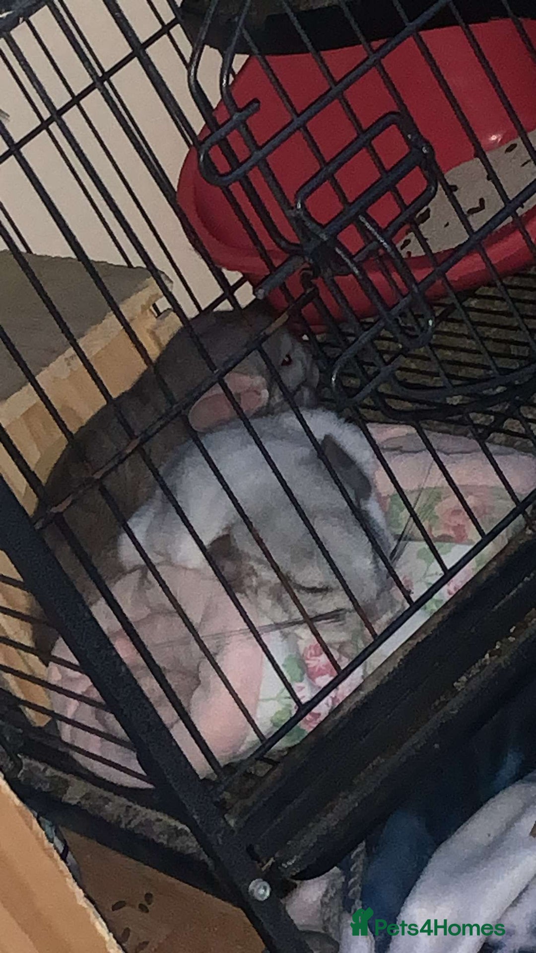 Chinchilla rodents for sale: Chinchillas for sale  - Image 1
