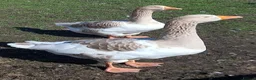 Geese poultry for sale: Young Geese for Sale - Advert 12