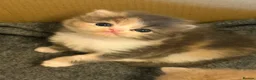 Exotic cats for sale: 🐾 Beautiful Exotic-Type Longhair Kittens 🐾 in Leeds - Advert 2