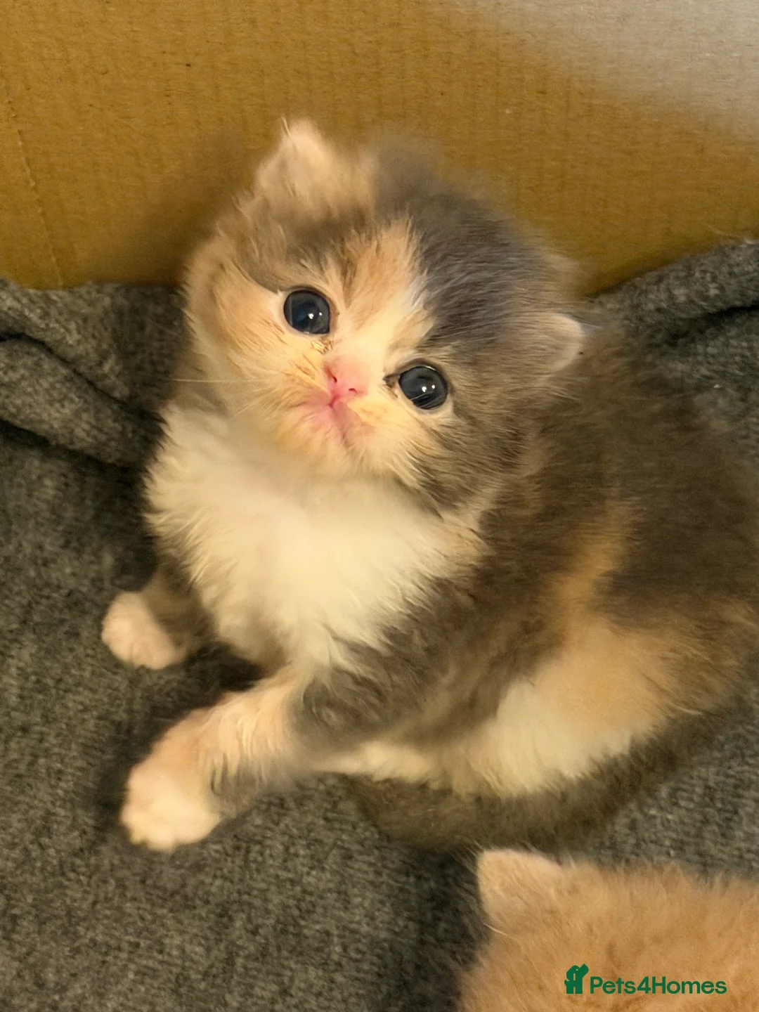Exotic cats for sale: 🐾 Beautiful Exotic-Type Longhair Kittens 🐾 in Leeds - Advert 2
