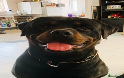 Rottweiler dogs for sale: TOP QUALITY GERMAN PUPS - Image 5