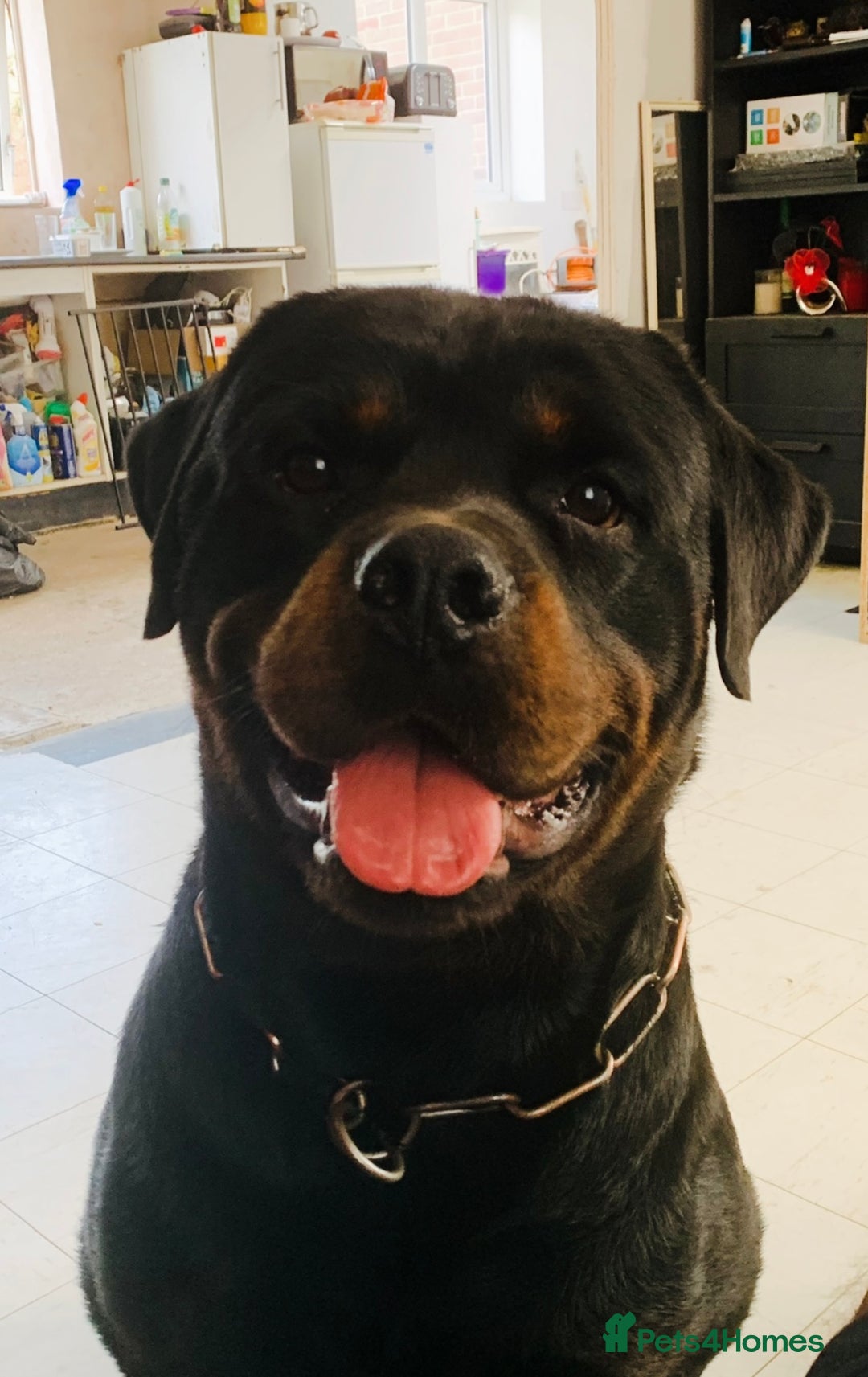 Rottweiler dogs for sale: TOP QUALITY GERMAN PUPS - Image 5