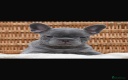 French Bulldog dogs for sale: Beautiful litter of 8 French bulldog puppies - Image 33