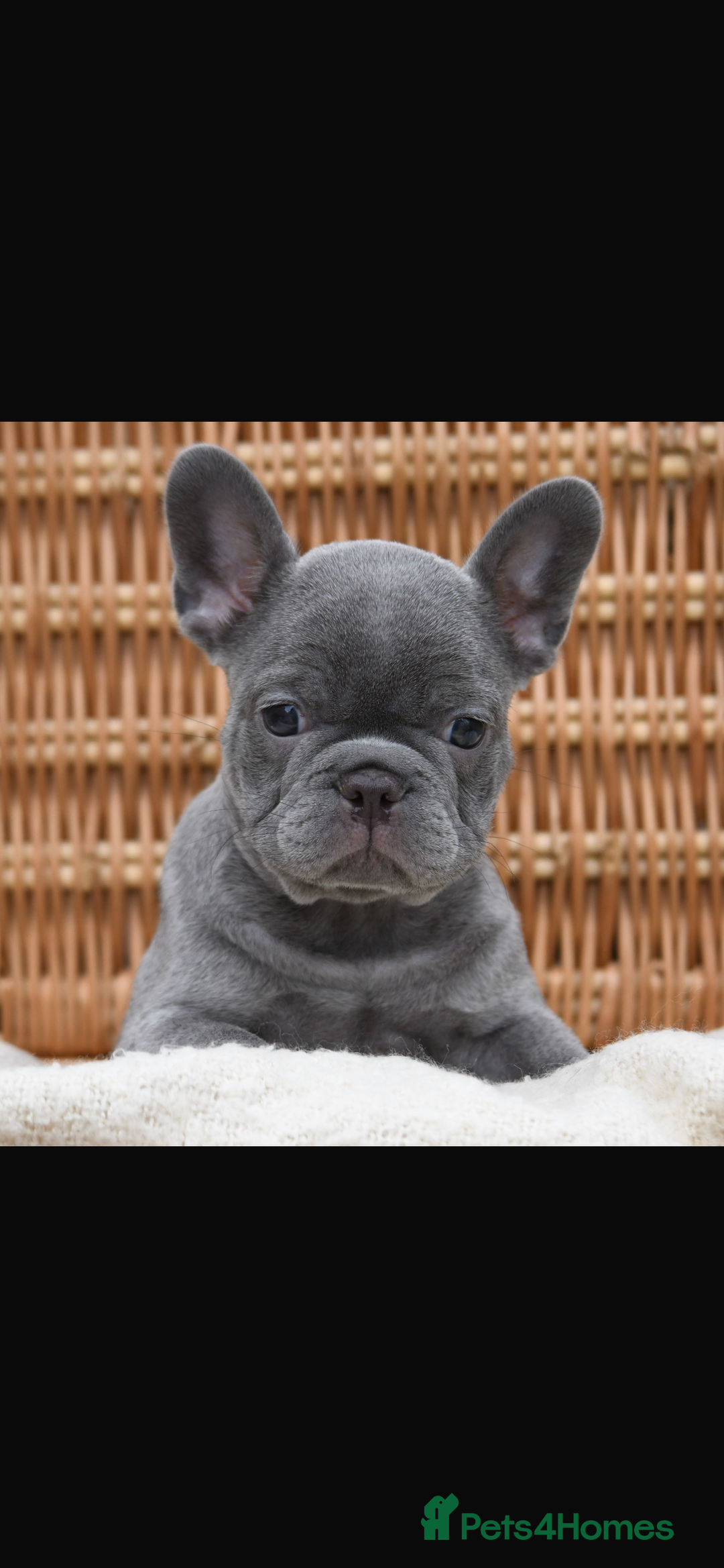 French Bulldog dogs for sale: Beautiful litter of 8 French bulldog puppies - Image 33