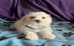 Bichon Frise dogs for sale: Pure bichon frise puppies  - Image 2