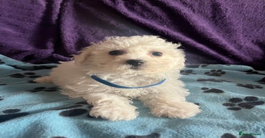 Bichon Frise dogs - Advert 8