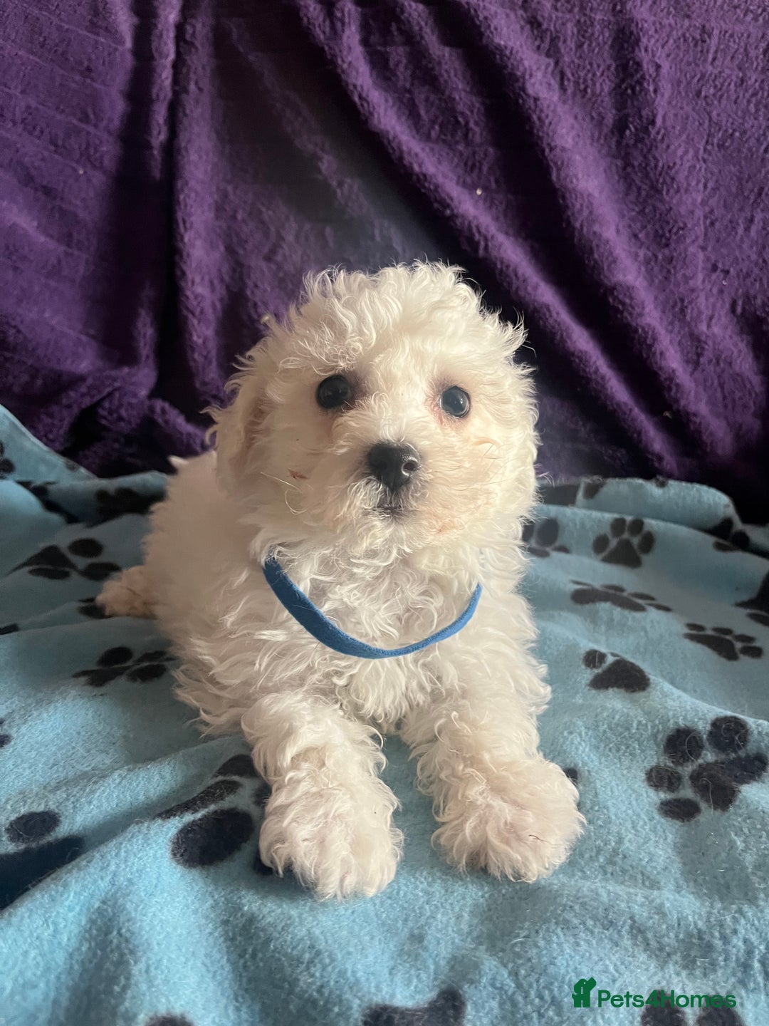 Bichon Frise dogs for sale: Pure bichon frise puppies  - Image 2