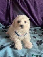 Bichon Frise dogs - Advert 3