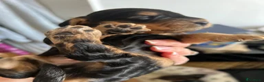 Cockapoo 2