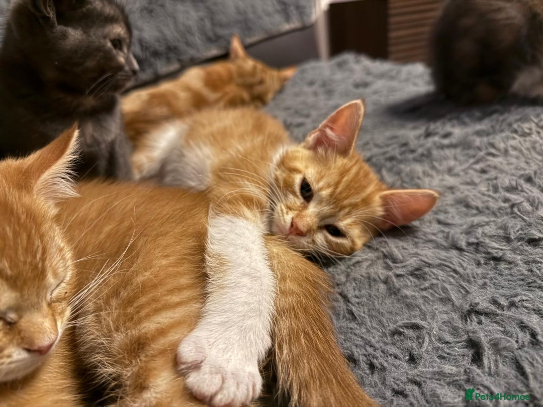 Mixed Breed cats for sale: 5 beautiful 11week old kittens for sale - Advert 4