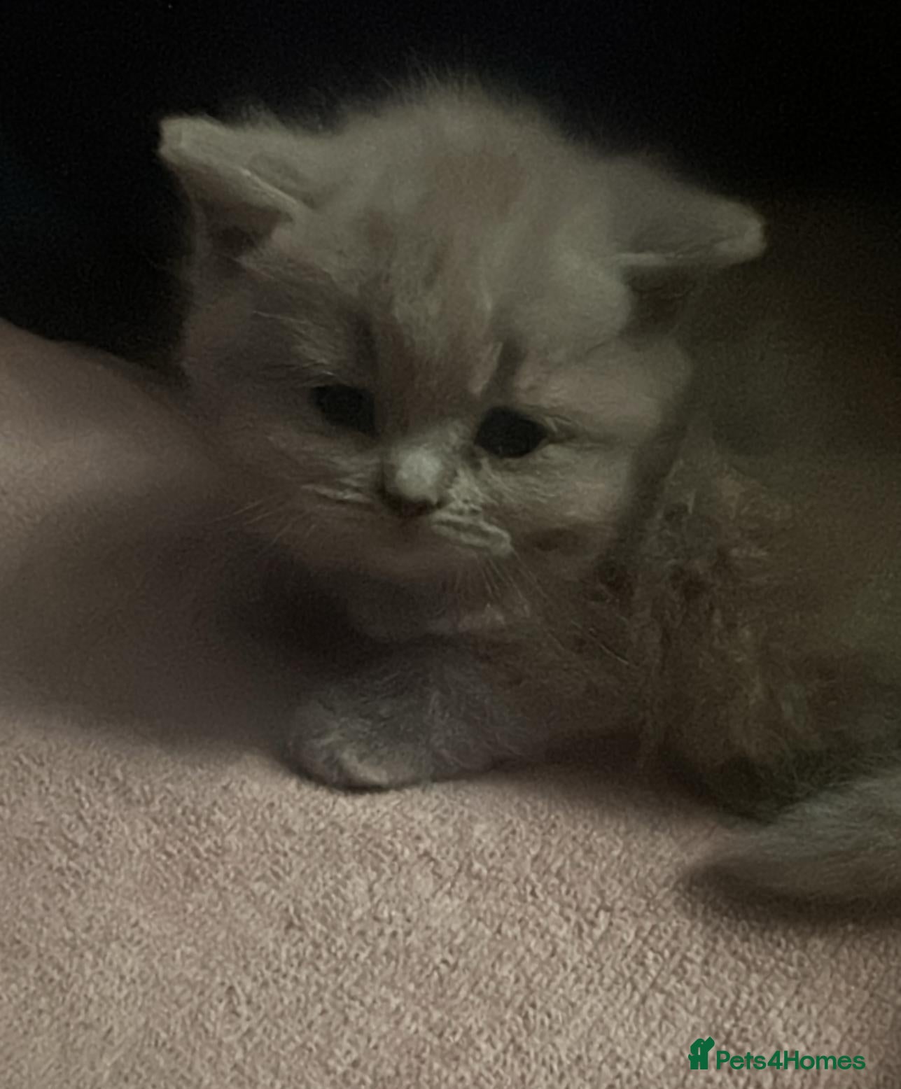 British Shorthair cats Lilac British Shorthair Kittens – Ready Soon! - Advert 2