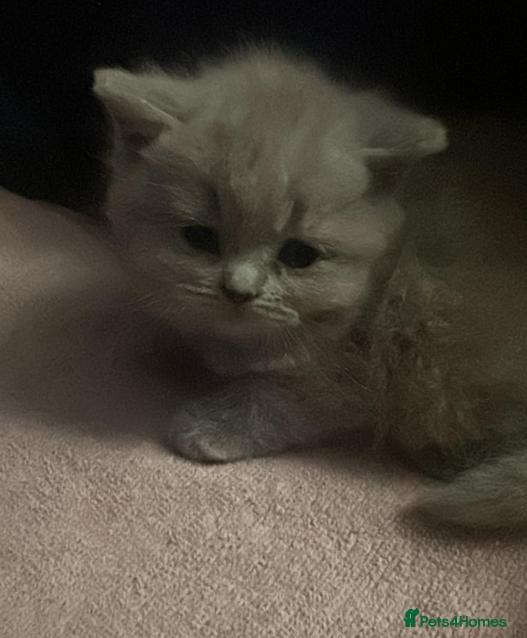 British Shorthair cats for sale: Lilac British Shorthair Kittens – Ready Soon! - Advert 1