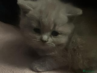 British Shorthair cats Lilac British Shorthair Kittens – Ready Soon! - Advert 7